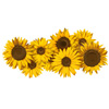 art, artwork, bright, colorful, floral, flowers, nature, original, summer, sun, sunflowers, yellow
