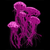 animals, artistic, colorful, jelly, jellyfish, ocean, original, salt, sea, submarine, tentacles, water, wildlife